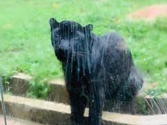 -清迈夜间动物园