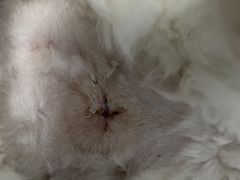 -pd派德宠物中心医院24H急重症·眼科中心·血液透析中心(嵩山北路店)