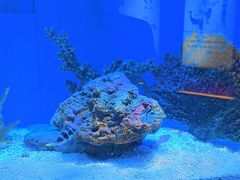 -上海海洋水族馆