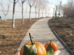 -天津东丽湖风景区