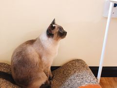 -滚猫咖啡·猫咖·猫友好撸猫(未来城店)