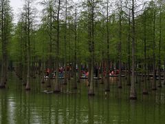 -泗洪洪泽湖湿地景区