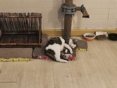 -宠爱国际动物医院· 猫科· 外科·中兽医(长白店)