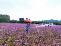 -北京东方普罗旺斯薰衣草庄园