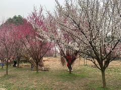 -良渚古城遗址公园