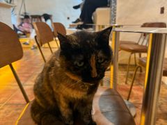 -Sirena海妖日咖夜酒