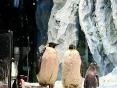 -帝企鹅自助餐厅•儿童岛•真企鹅(长隆企鹅酒店)