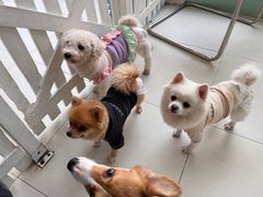 -怪兽屋·羊驼·猫咖·狗咖(俊华广场店)