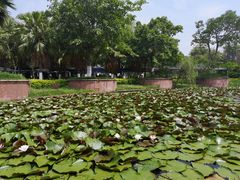 睡莲-西昌邛海湿地