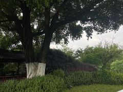 -三垟湿地