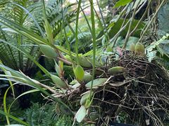 -东莞植物园