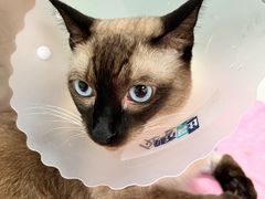 -北京观赏动物医院·24小时大型综合·猫专科·异宠专科