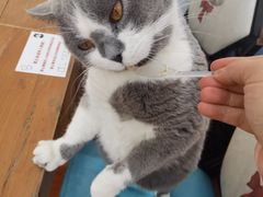 -猫小院猫主题咖啡厅(北锣店)