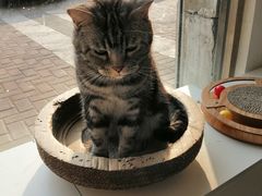 -平行世界·猫咖(首经贸店)