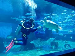 -北戴河圣蓝海洋公园