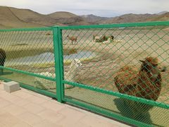 -新疆天山野生动物园