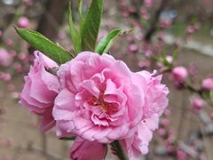 -海棠花溪(元大都城垣遗址公园)