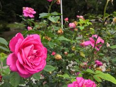 -人民公园(罗湖区)