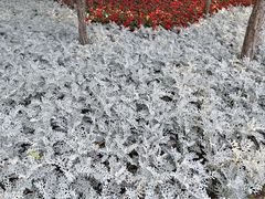 -黑龙江省森林植物园