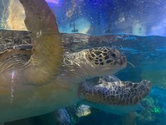 -烟台海昌鲸鲨海洋公园