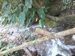 -莫里热带雨林景区