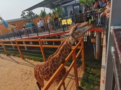 -西霞口神雕山野生动物世界