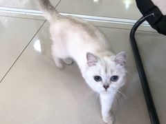 -鼓捣猫呢主题猫咖店