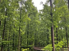 -黄海国家森林公园