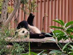 -成都大熊猫繁育研究基地