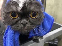 -八公叔叔宠物美容连锁(春申店)