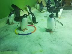 -凯莉-塔尔敦海洋生物水族馆