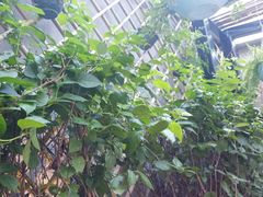 -周三的情书花园餐厅(江北店)