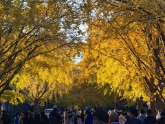 -三里屯东五街银杏大道