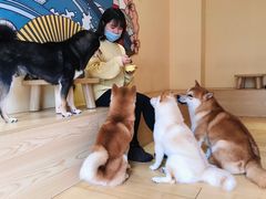 -喜柴咖啡·柴犬狗咖