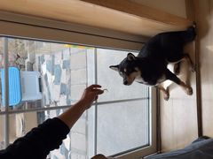 -柴の食堂·日式家庭料理·熊之肆(大学路店)