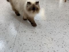 -喵园·猫主题咖啡厅·撸猫·猫咖(国贸店)