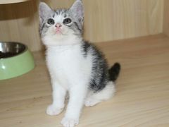 -喵zoo家庭繁育猫舍(尖东智能花园店)