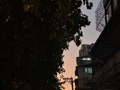 -溪岸路花鸟市场