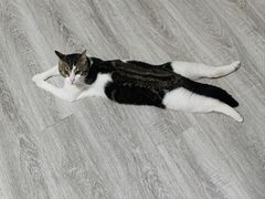 -艾吉宠物医院·疑难杂症转诊中心·猫友好(碧江路院)