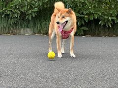 -佳雯宠物医院·皮肤科·内外科(春晓路分院)