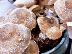 活体菌菇-捞王猪肚鸡火锅(昆山店)
