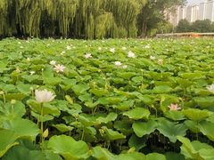 -莲花池公园