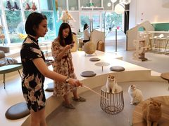 -飞行喵MR PILOT|猫舍·猫咖(静安大融城店)