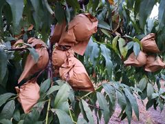 -樂桃源奉贤黄桃种植采摘基地