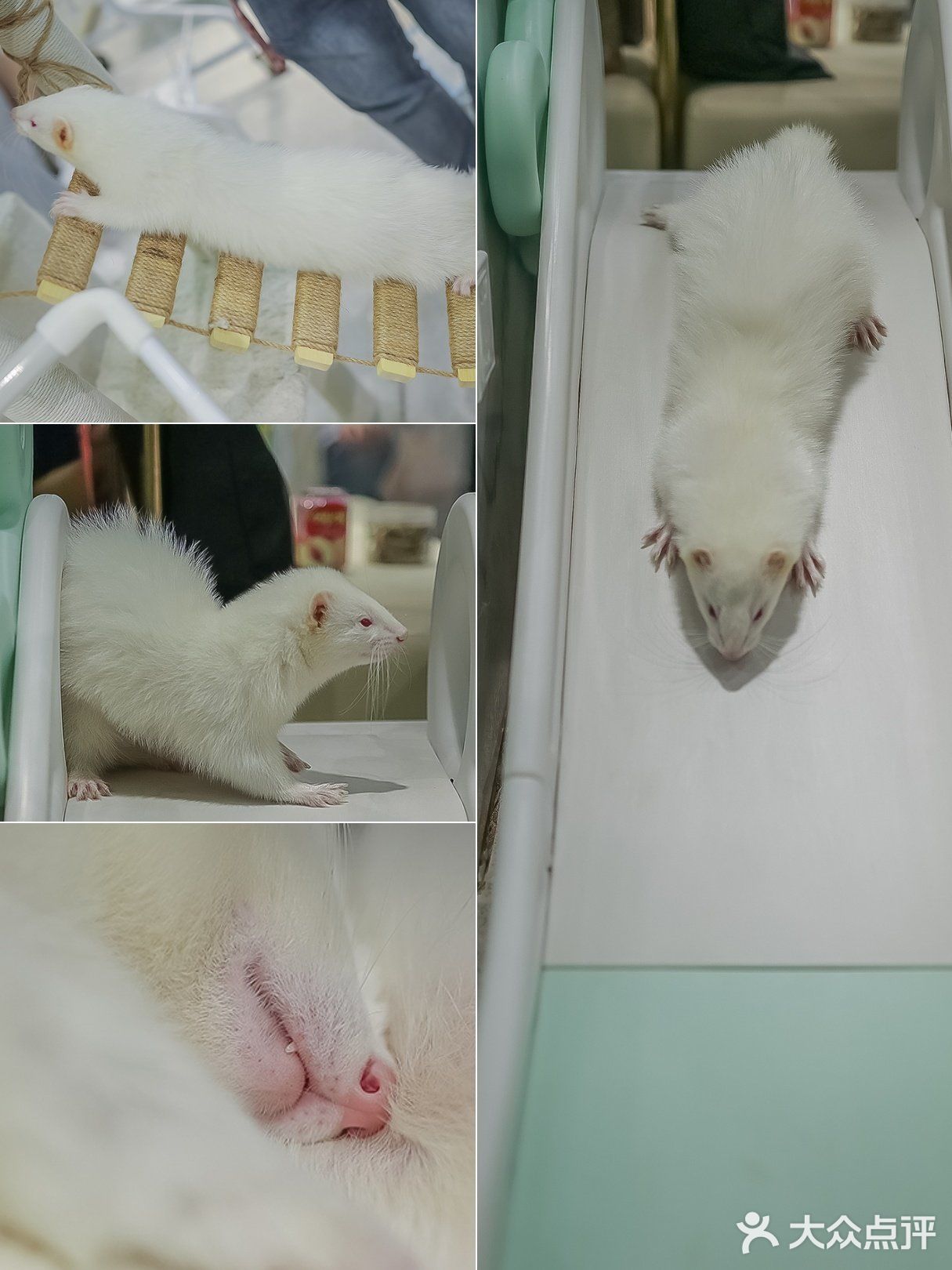 遇见萌宠，邂逅快乐