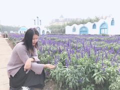 -百万葵园