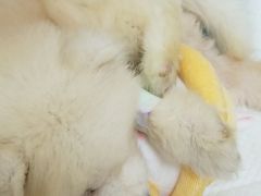 -芭比堂动物医院·犬猫全科·异宠专科(雁塔分院)