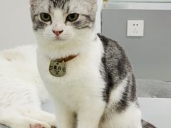 -糯米喵星人·撸猫猫舍咖啡馆(西市场嘉华店)