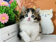 -小猫来了·猫舍(红山六九七九店)