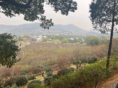 -香雪海